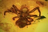 Fossil Spider (Aranea) In Baltic Amber #45126-2